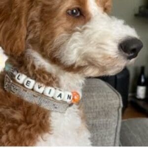 Dog with personalized collar on a couch.