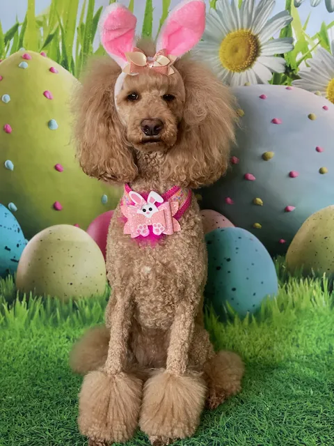 about-bougie-dogwear-trendy-pet-accessories A poodle, showcasing trendy pet accessories, sports pink bunny ears and a floral scarf while sitting on grass. Large, colorful Easter eggs and white daisies create a vibrant backdrop.
