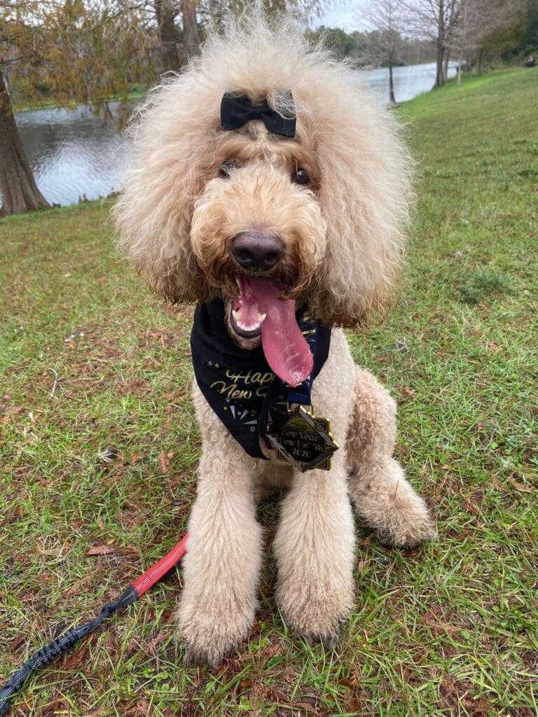 meet matilda aka tilly the inspiration behind bougie dogwear 1