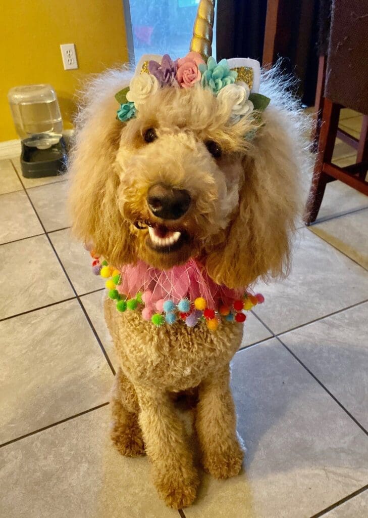 meet matilda aka tilly the inspiration behind bougie dogwear 2