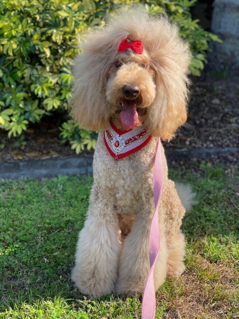 meet matilda aka tilly the inspiration behind bougie dogwear 3