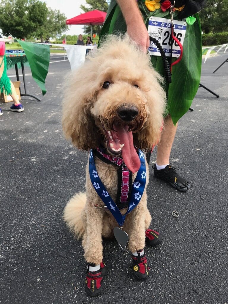 meet matilda aka tilly the inspiration behind bougie dogwear 3