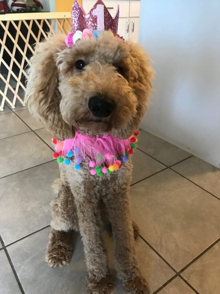 meet matilda aka tilly the inspiration behind bougie dogwear 4