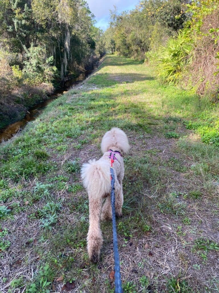 meet matilda aka tilly the inspiration behind bougie dogwear 5