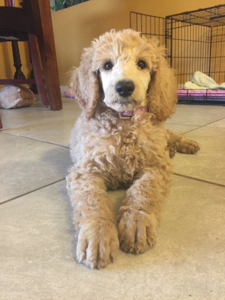 meet matilda aka tilly the inspiration behind bougie dogwear 5