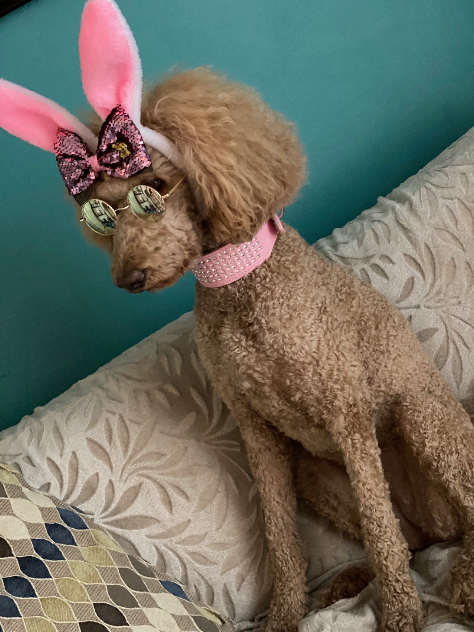 meet matilda aka tilly the inspiration behind bougie dogwear