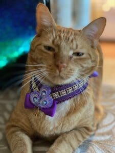 small dogs big style accessories perfect for tiny pups and cats