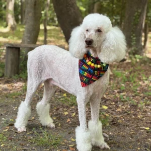 White poodle wearing colorful bandana in forest