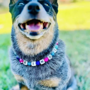 Smiling dog with colorful name necklace outdoors.