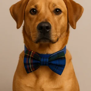 Golden retriever wearing a blue plaid bow tie.