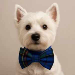 Westie dog wearing a plaid blue bow tie.