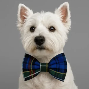 Westie dog with blue plaid bow tie.