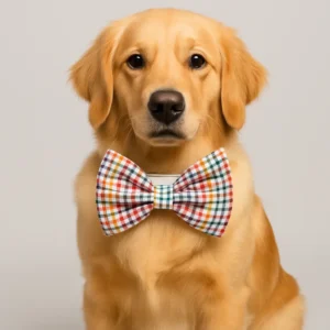 Golden retriever wearing colorful plaid bow tie.