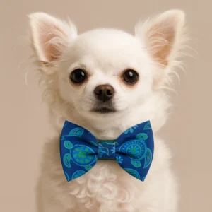 White Chihuahua with blue bow tie, looking forward.