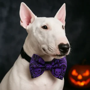 Bull terrier wearing Halloween bow tie, jack-o'-lantern nearby.