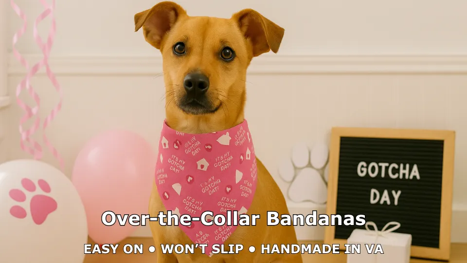 Dog wearing pink Gotcha Day bandana.