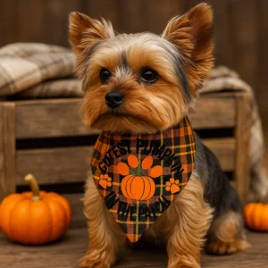 Yorkshire terrier wearing pumpkin-themed bandana with pumpkins.