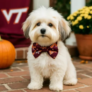 Virginia Tech Bowtie Collar for Little Dogs