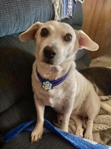 White dog wearing blue flower necklace on sofa.