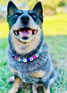 Happy dog with colorful Bindi necklace outside