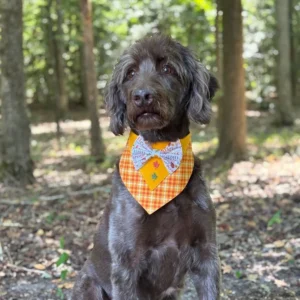 Dog wearing bandana in the forest.