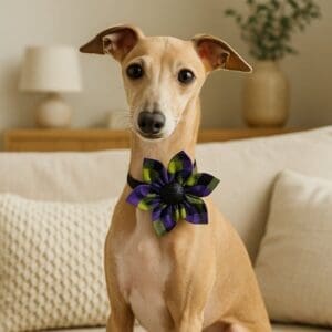 Dog with floral collar sitting on couch.