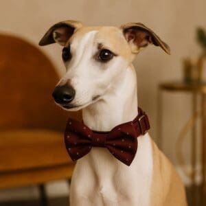 Whippet wearing a red bow tie indoors.