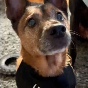 Dog wearing 'Protect the Family' bandana indoors.