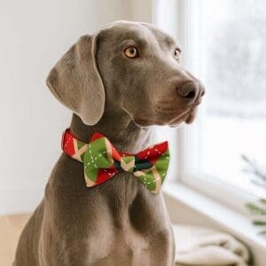 Dog wearing festive bow tie by window.