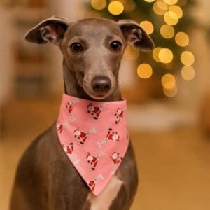 Dog wearing Christmas bandana, holiday lights background.