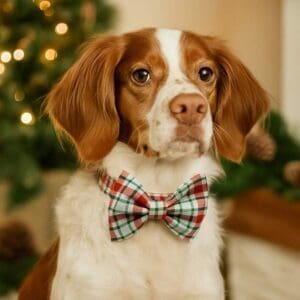 Dog wearing plaid bow tie by Christmas tree.