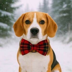 Beagle in red plaid bowtie, snowy forest background.