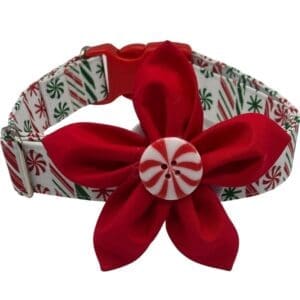 Festive dog collar with red flower decoration.