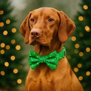 Dog with green bow tie, festive lights background.