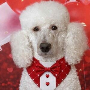 White poodle in red bow tie for Valentine's Day.