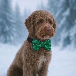 Curly-haired dog wearing green bowtie in snow