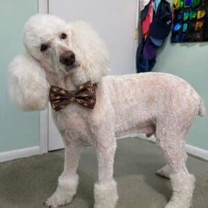 White poodle wearing a paw-printed bow tie.
