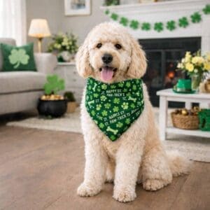 Dog wearing St. Patrick's Day bandana inside.