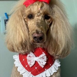 Poodle in red bow and decorative collar