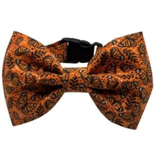 Monarch Flutter Bowtie Adjustable Orange Collar