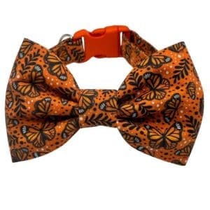 Monarch Flutter Bowtie Adjustable Orange Collar