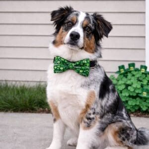 Saint Paw Tricks Bowtie
