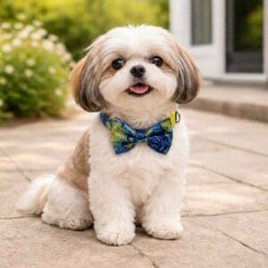 Star Night Removable Bowtie Adjustable Collar